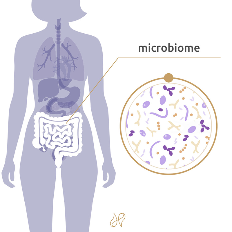 A HEALTHY MICROBIOME
